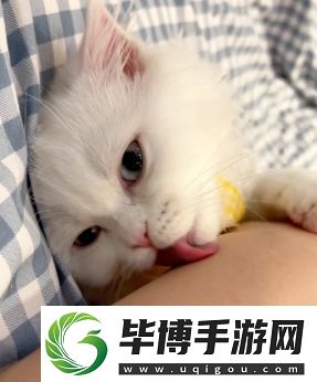 舔猫型是什么梗络用语